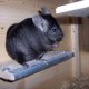 Pancho - dark ebony zc poss. BDC